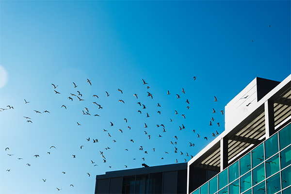 bird safety glass bird safety glass